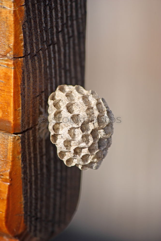 Similar – Spitz’er Bleistift Spitze