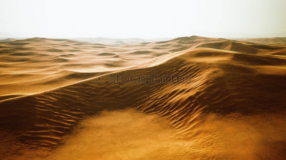 Similar – Palm tree in desert Desert