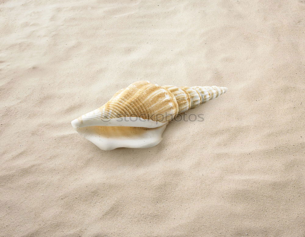 Similar – White shell on the beach