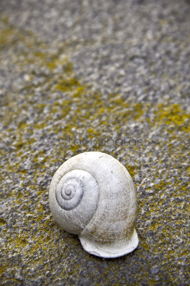 Similar – Image, Stock Photo snail shell Nature