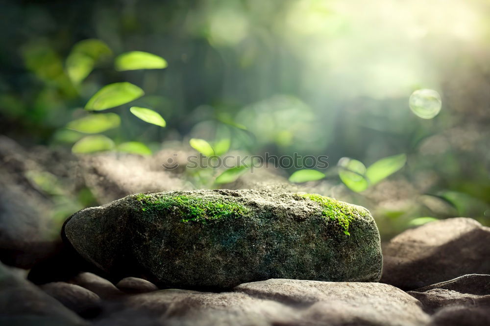 Similar – Image, Stock Photo escargot Landscape