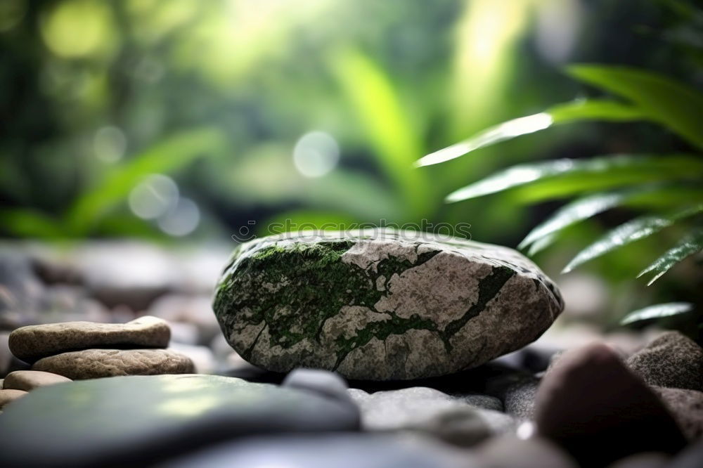 Similar – Image, Stock Photo Buddha Nature Plant Grass