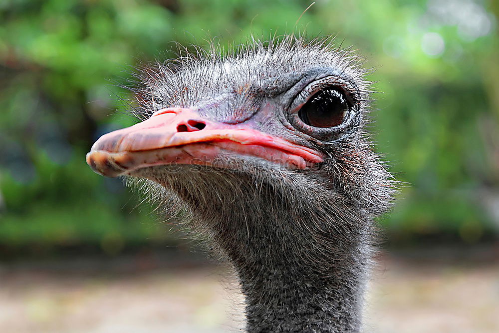 Similar – Image, Stock Photo Ostrich headshot on green background