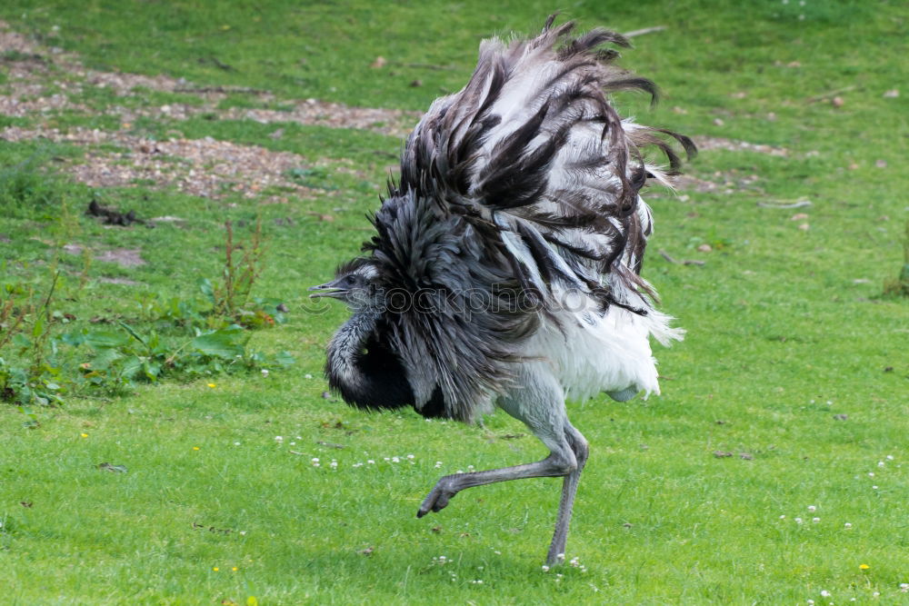 Similar – puffed chicken Animal