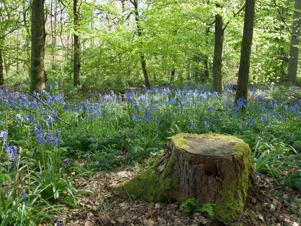 Similar – Image, Stock Photo Narcissus and blue spring flowers between trees in the park