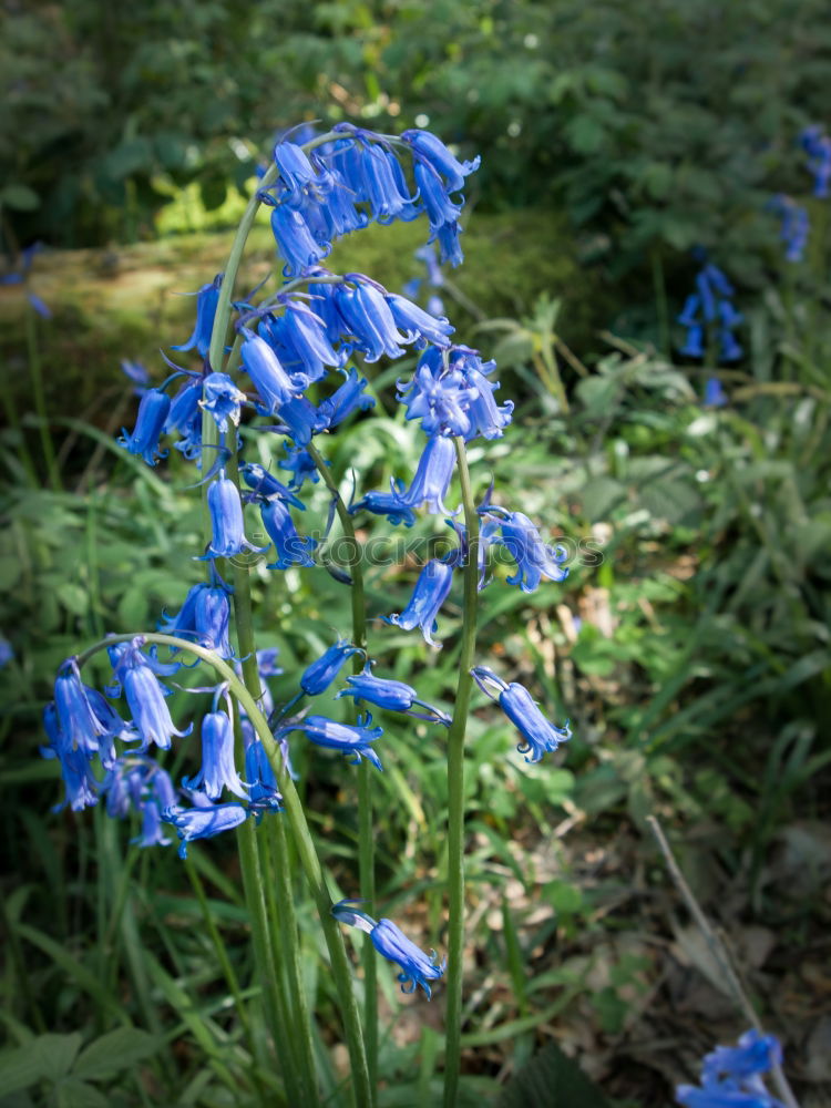 Similar – Blue miracle Flower Spring