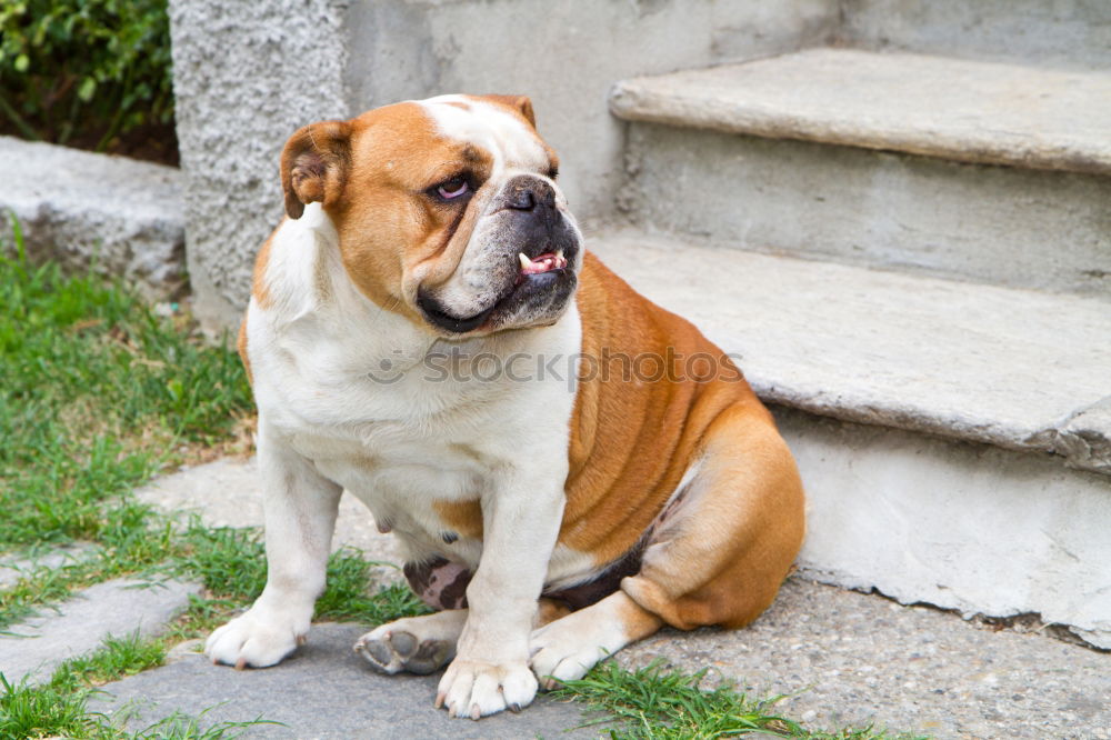 Similar – Image, Stock Photo bull terrier Animal Pet