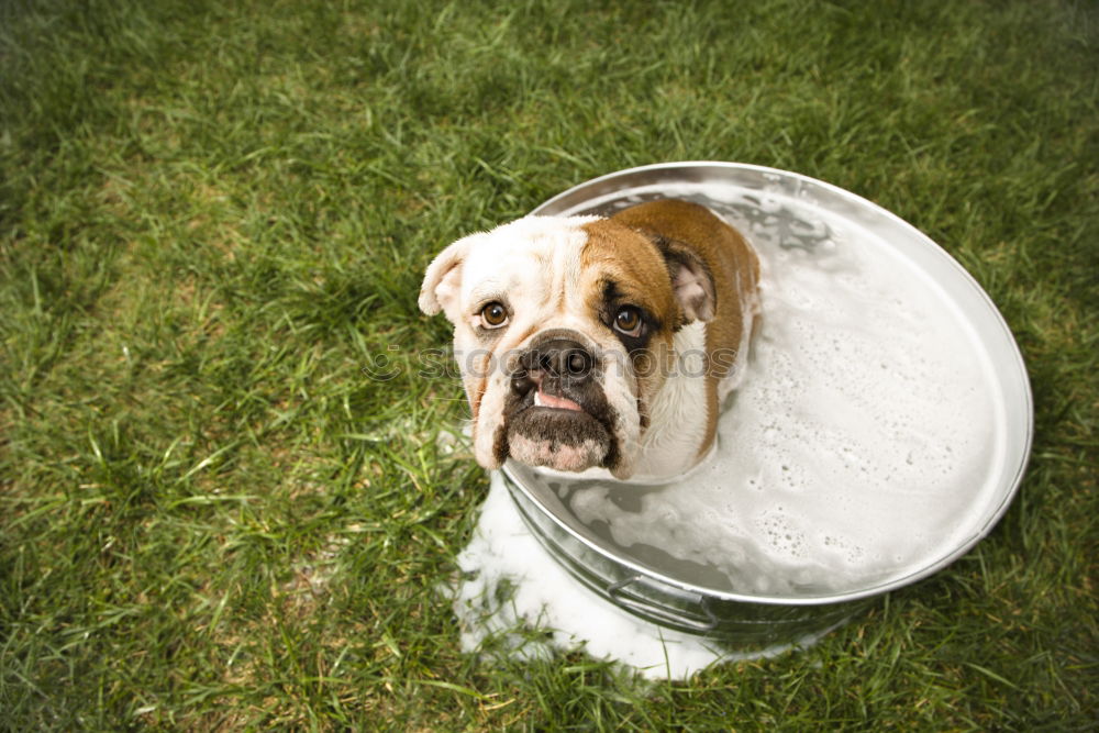 Similar – cute small dog sitting and waiting to eat