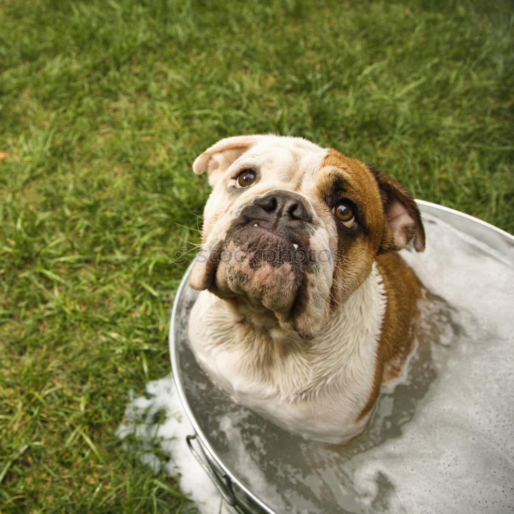 Similar – bathing fun Nature