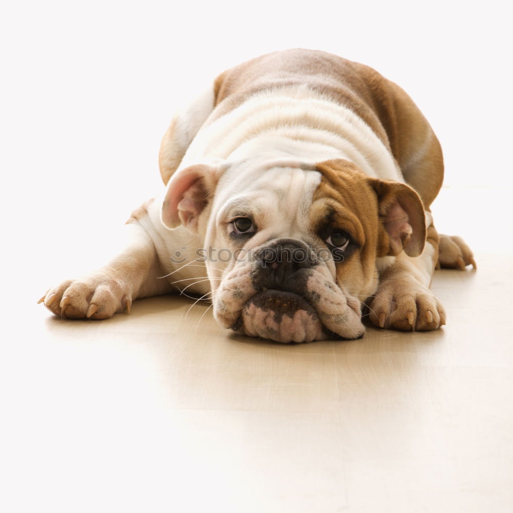 Similar – Image, Stock Photo Boston Terrier Puppy