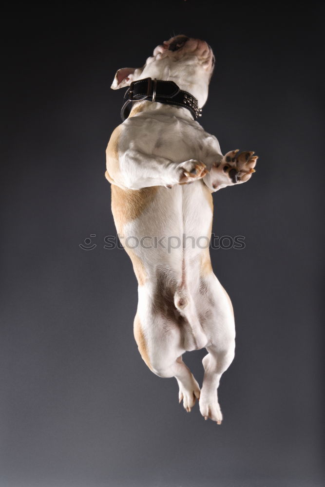 Similar – Dog from below