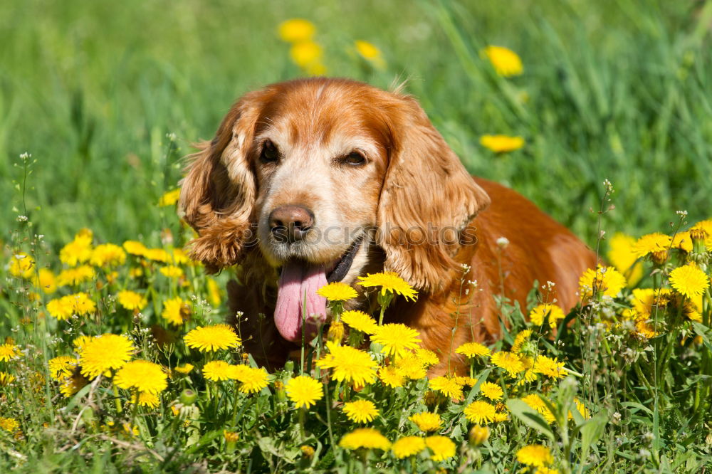 Similar – Image, Stock Photo Goldi in the back light.