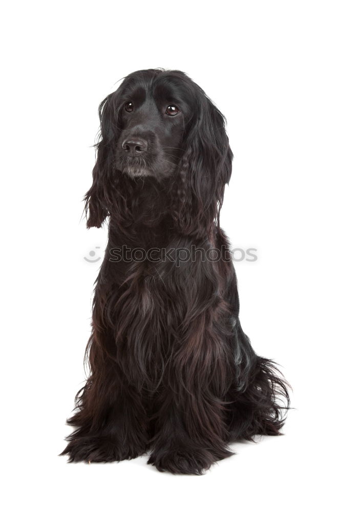 lia Black Labrador Dog Pet