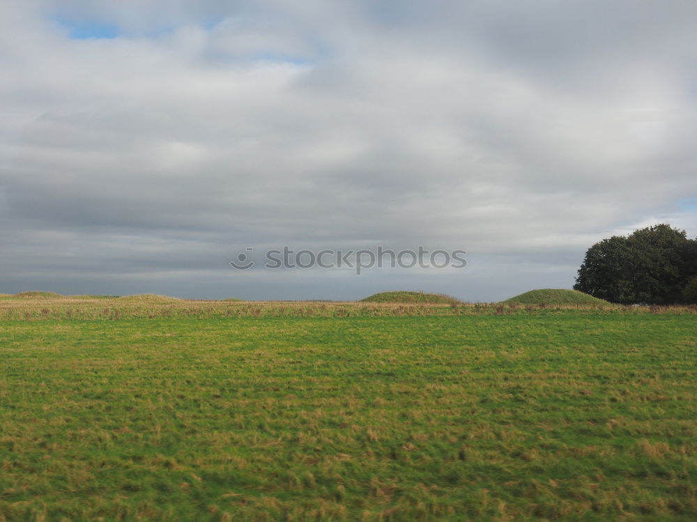 Similar – little wood Clump of trees