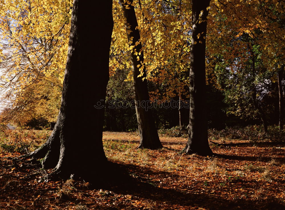 Similar – Image, Stock Photo Autumn atmosphere in the park