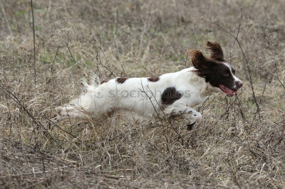Similar – Image, Stock Photo grasshopper Environment