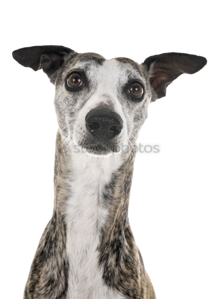 Similar – Image, Stock Photo Puppy looking at camera. Lovely gray Mini pinscher.