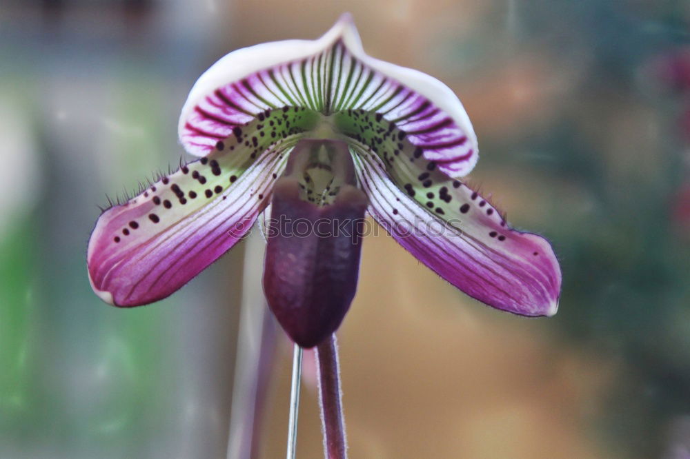 Similar – Passiflora caerulea-racemosa