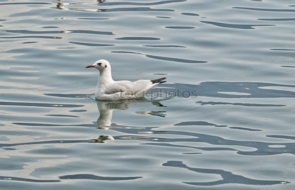 Similar – Seevogel Möwe weiß schwarz