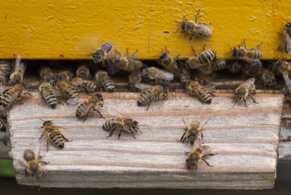 Similar – Image, Stock Photo nectar delivery Animal