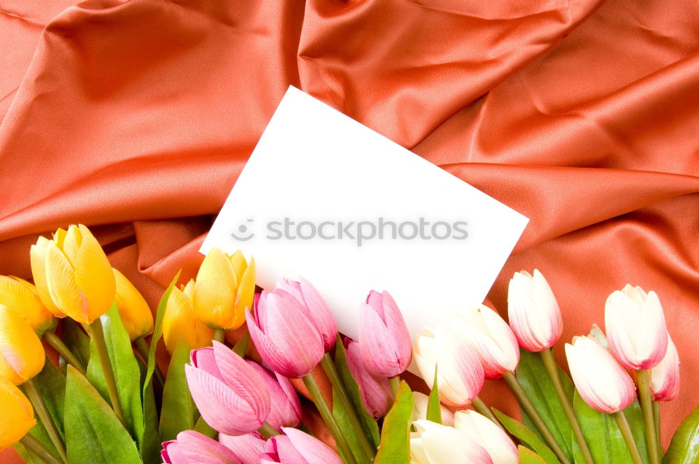 Similar – Three tulips on a red wooden background