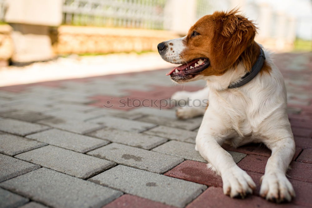 Similar – Image, Stock Photo The Chinese Dog Kitchen