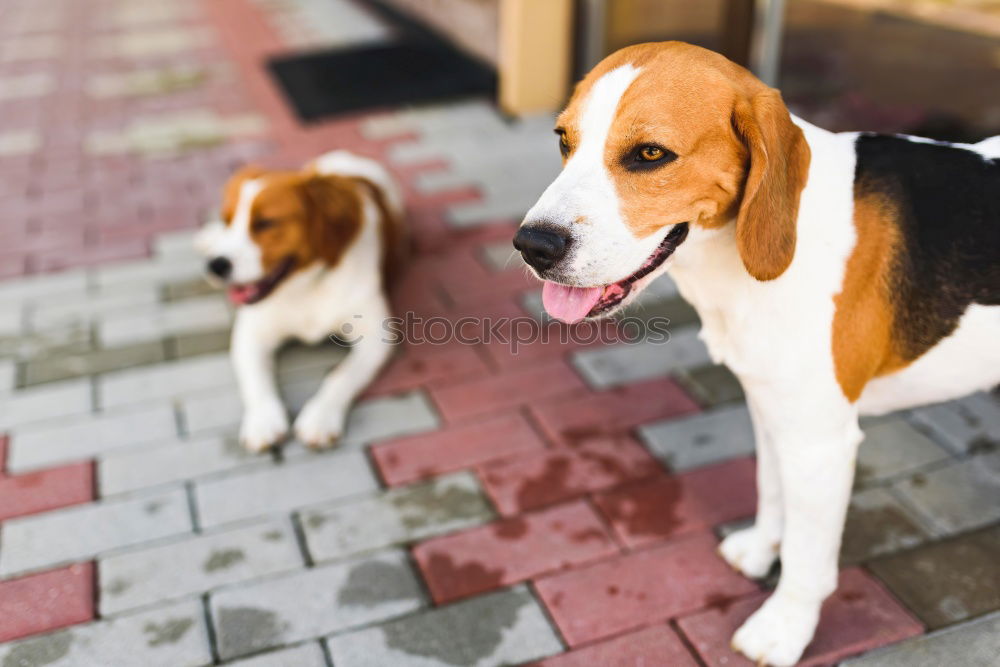 Similar – Image, Stock Photo The Chinese Dog Kitchen