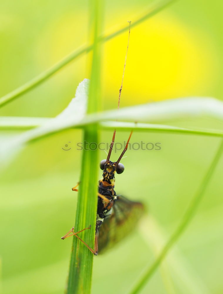 Similar – Foto Bild Käfer Natur Tier Gras Feld