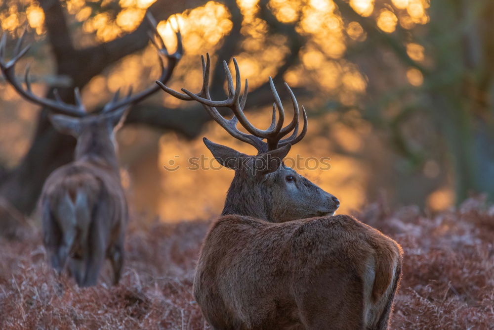 Similar – Image, Stock Photo Deer cow in the Highlands of Scotland