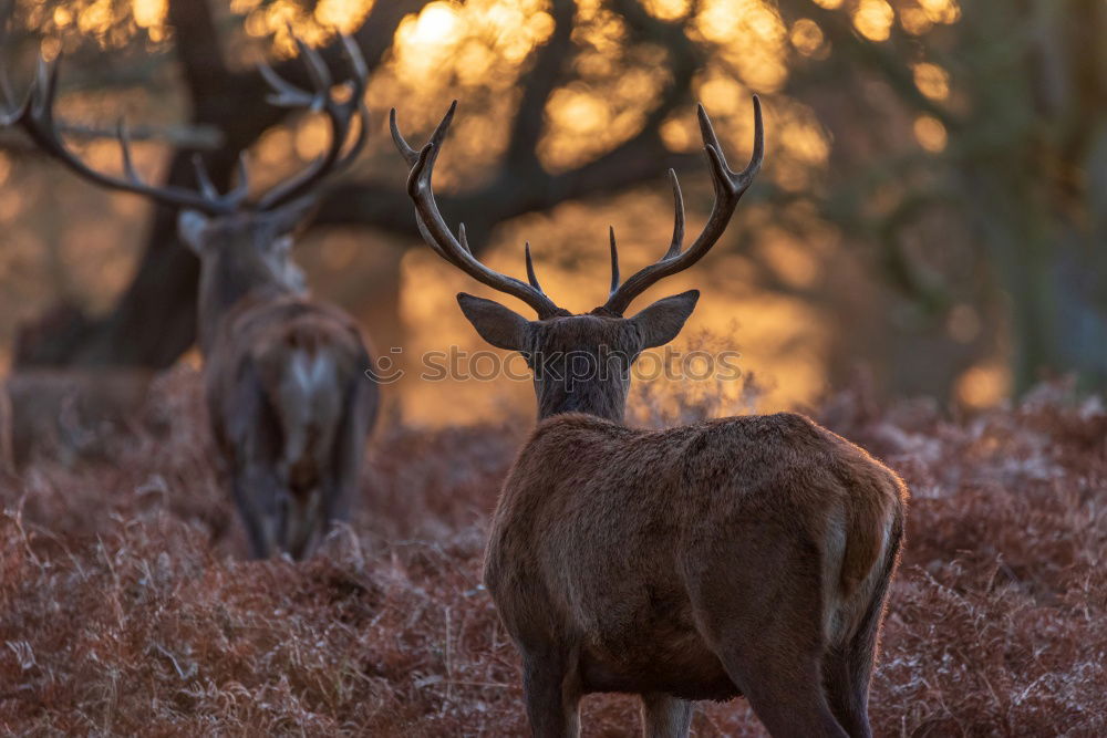 Similar – Image, Stock Photo Stalked the Papa Deer