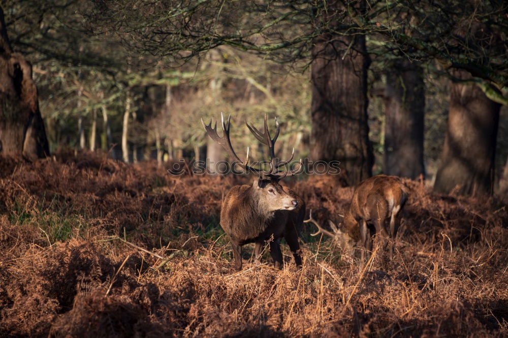 Similar – Image, Stock Photo Deer cow in the Highlands of Scotland