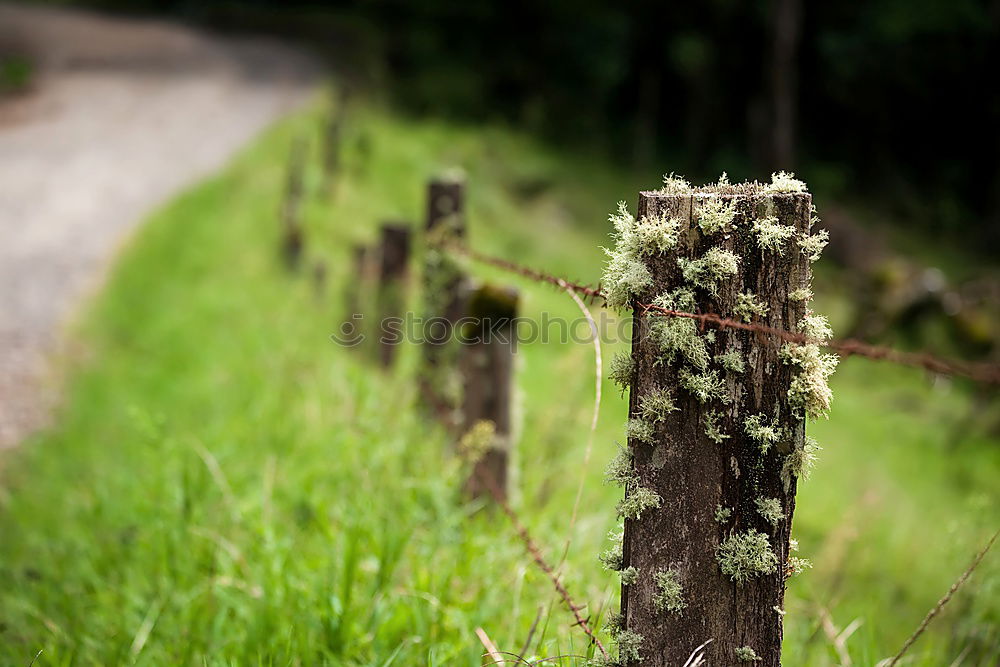 Similar – Image, Stock Photo To the latte Fence