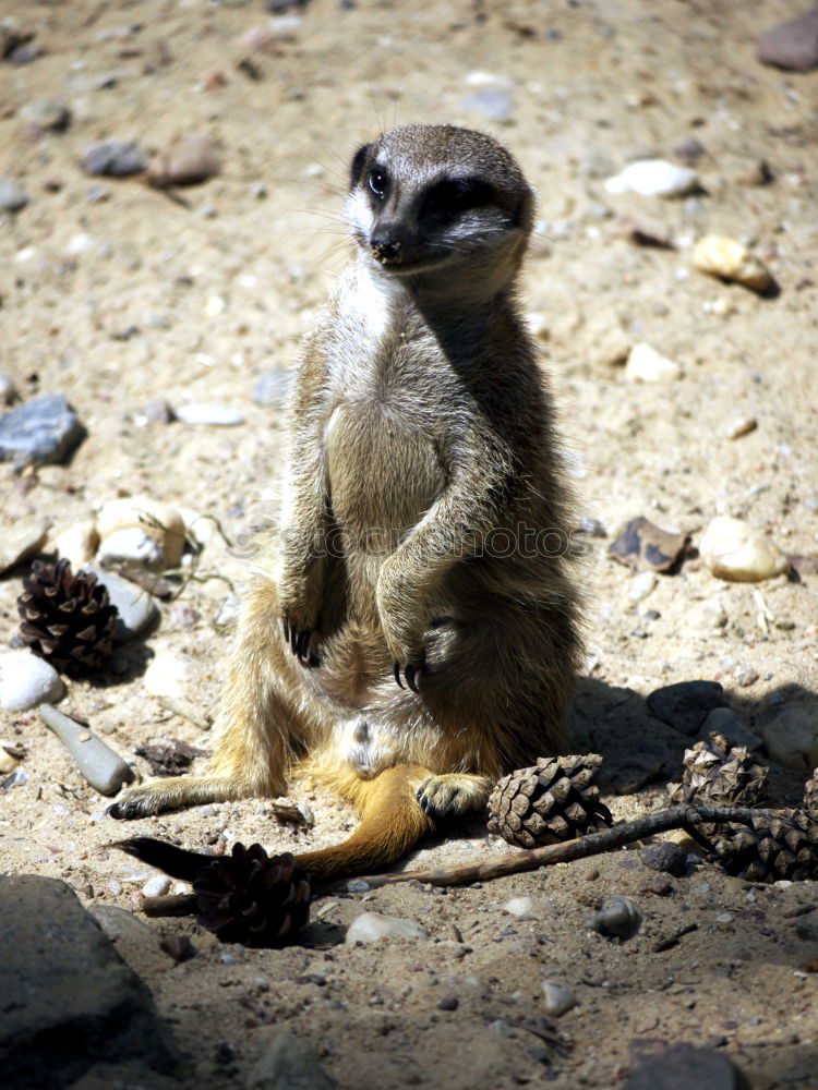 Similar – Image, Stock Photo guard Nature Animal Summer