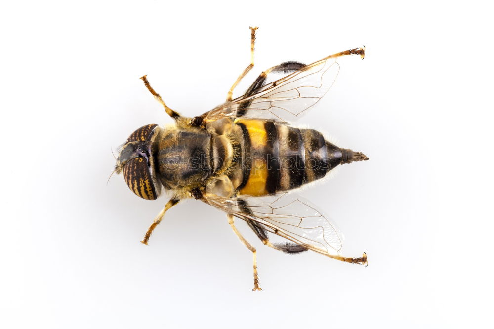 Similar – Image, Stock Photo Cheeeeeeeese! Wasps Animal