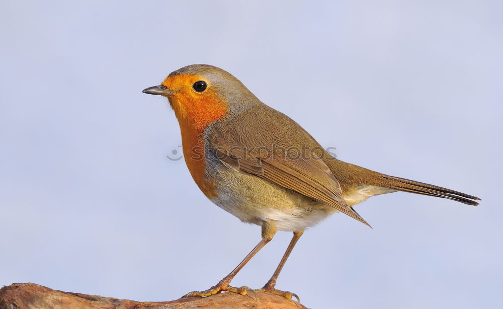 Similar – Image, Stock Photo Redthroat Portrait Nature