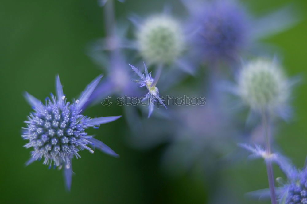 Similar – Planète bleue Plant