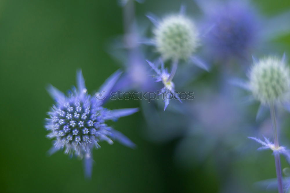 Planète bleue Plant