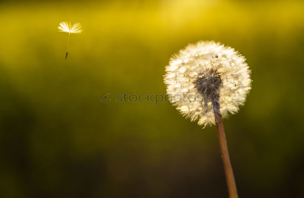 Similar – Image, Stock Photo weeds don’t go away