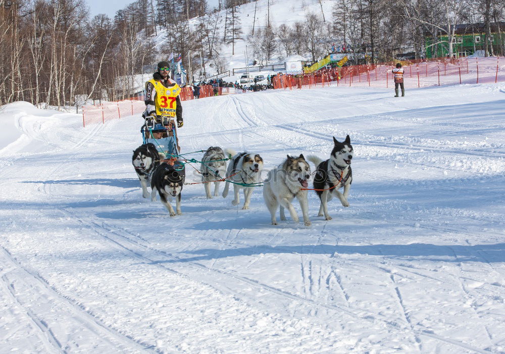 Similar – Image, Stock Photo Sleigh ride with huskies in Tromsö, Norway