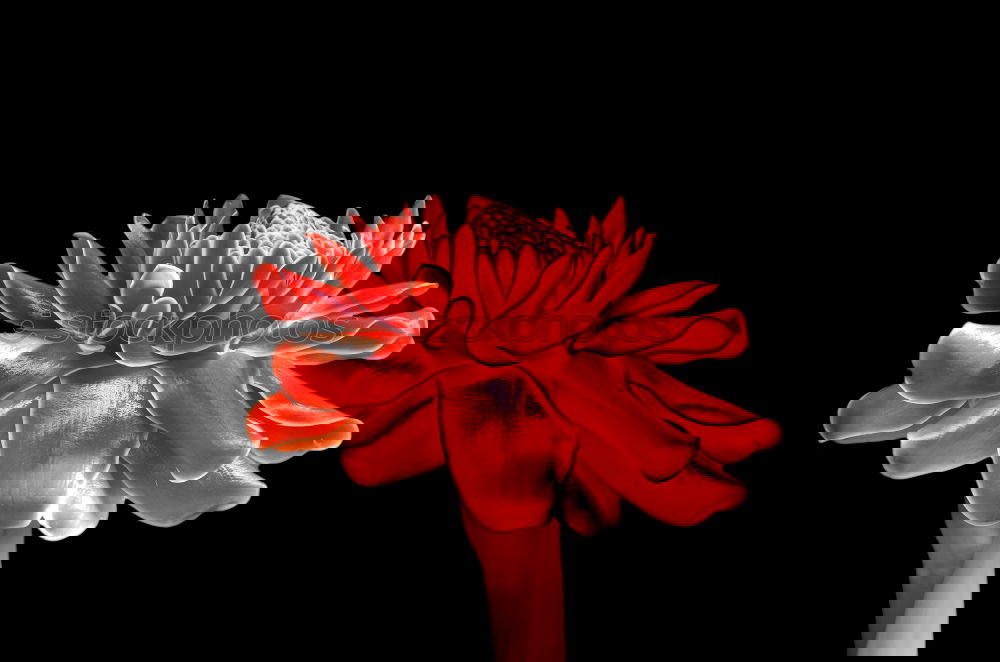 Image, Stock Photo Viridiflora, Dolls, Minuet, Tulips, Tulip flower,