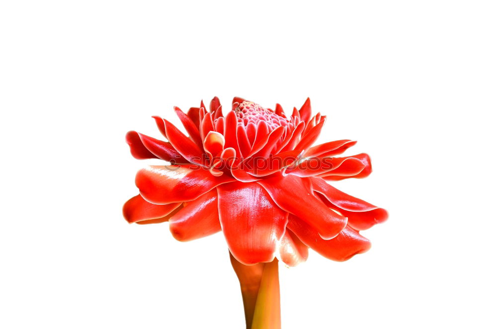 Similar – red flower of Billbergia