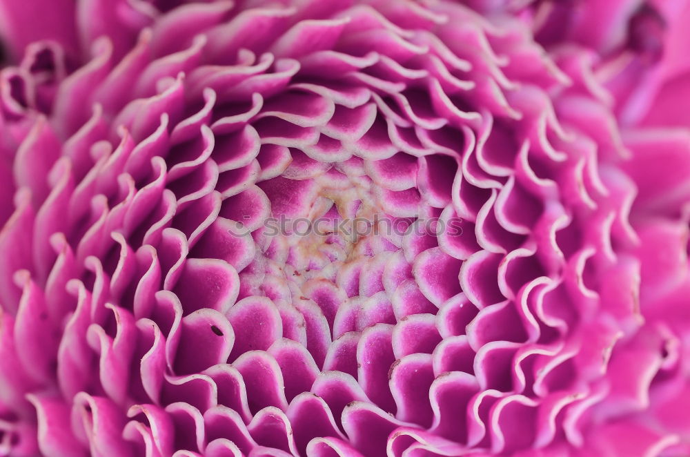 Similar – close pink up Blume