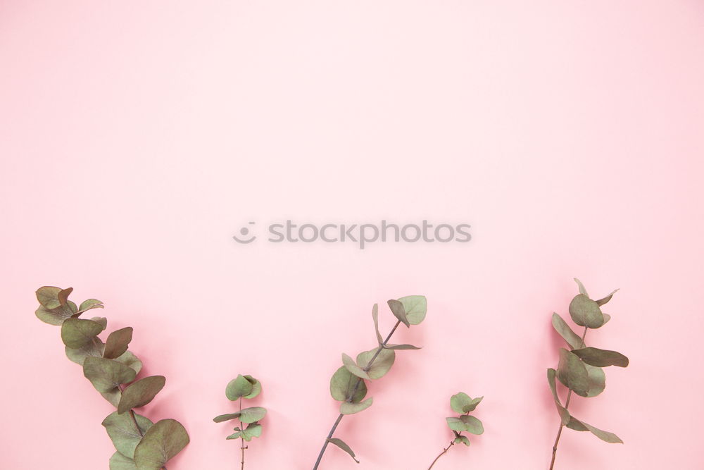 Similar – Image, Stock Photo Open envelope envelope with pastel flowers and petals