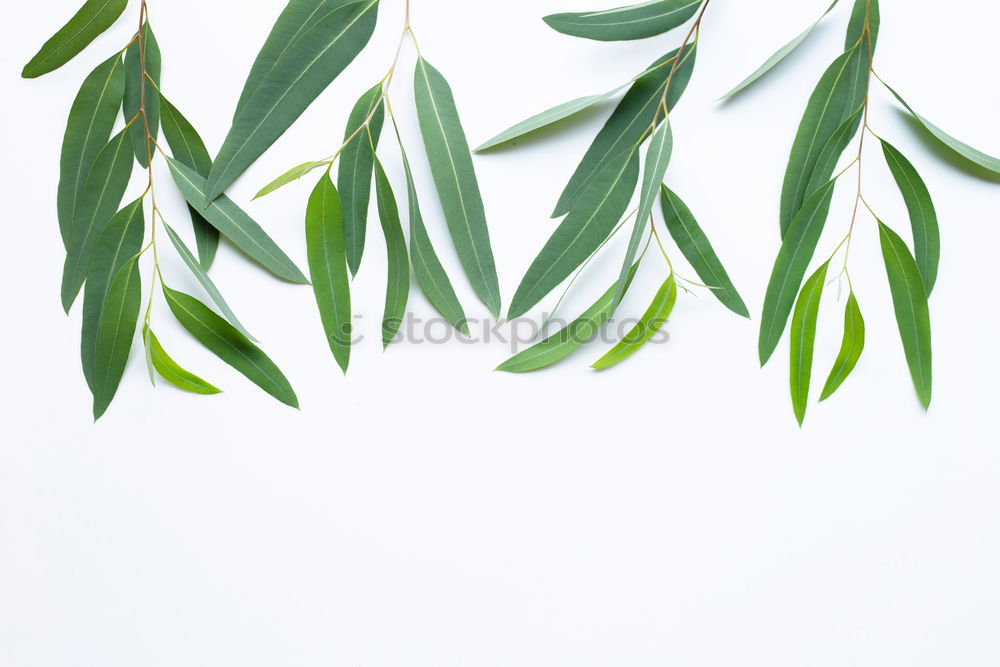 Similar – Image, Stock Photo Nature background with green leaves