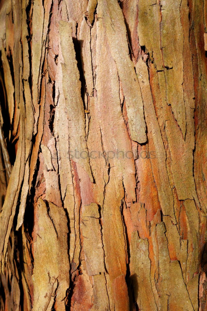 Image, Stock Photo Old tree Tree Tree bark