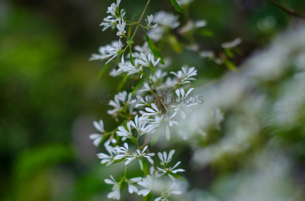 Similar – Foto Bild Edelweiss Gesundheit