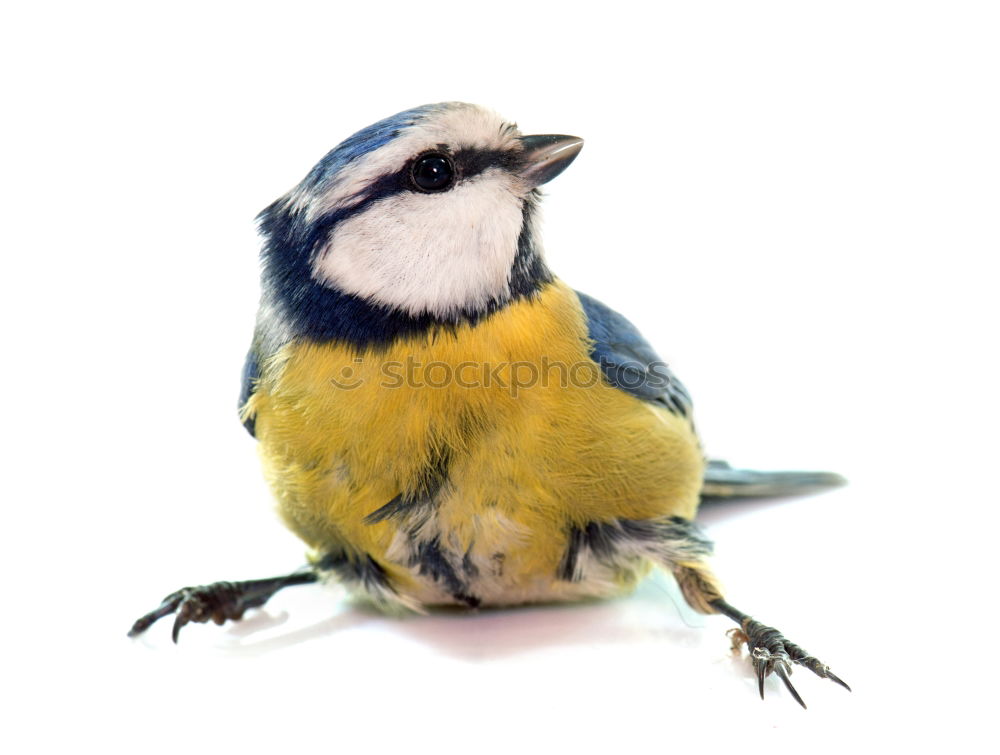 Similar – Image, Stock Photo Blue tit on a branch