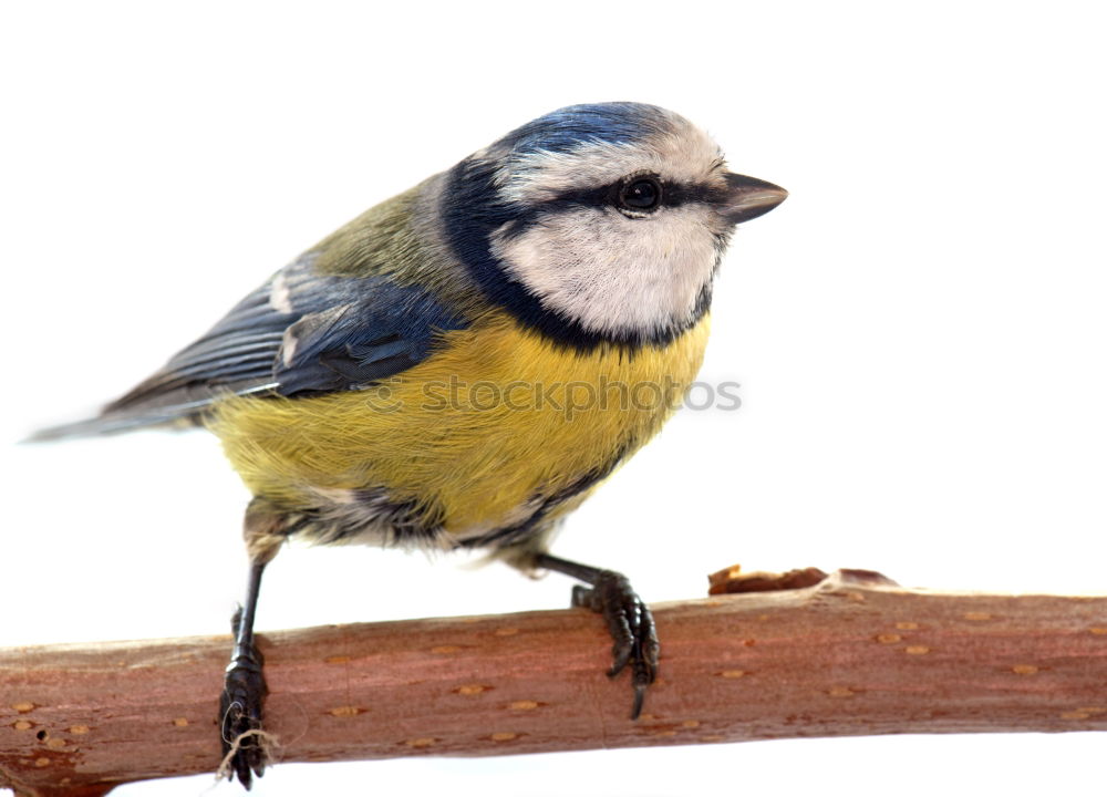 Similar – Image, Stock Photo Blue tit on a branch