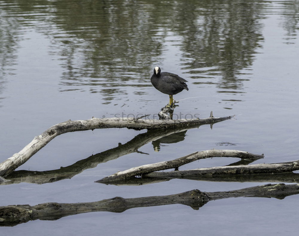 Similar – Image, Stock Photo tightrope walkers Nature