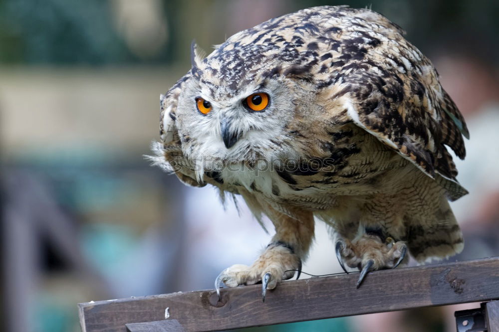 Similar – Image, Stock Photo Eagle owl approaching